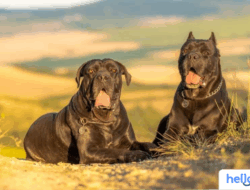 10 Anjing Super Kekar: Ras, Karakter & Keunggulannya