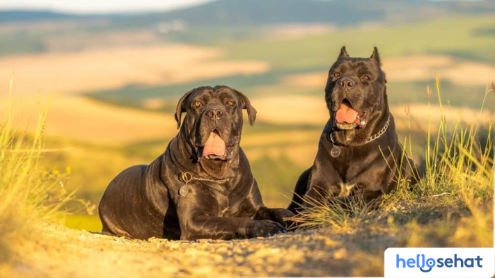 10 Anjing Super Kekar: Ras, Karakter & Keunggulannya