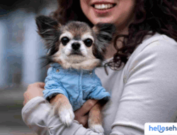 10 Ras Anjing Teacup Mungil: Imut, Pintar, dan Setia
