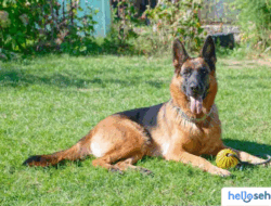 7 Fakta Mengejutkan Anjing German Shepherd: Ketahui Sekarang!
