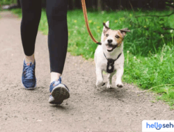 9 Aktivitas Seru & Mengasyikkan Bersama Anjing Kesayanganmu