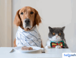 Anjing Makan Makanan Kucing? Bahaya & Risiko Kesehatan