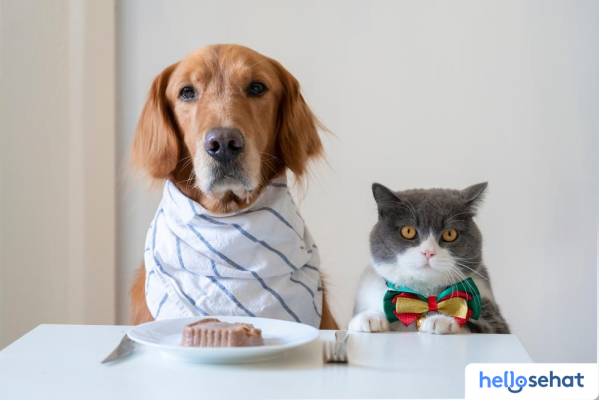 Anjing Makan Makanan Kucing? Bahaya & Risiko Kesehatan