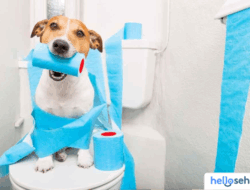 Anjing Mencret? 9 Penyebab & Solusi Ampuh Segera