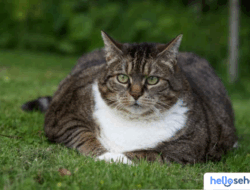 Kucing Hamil atau Gendut? 6 Perbedaannya, Ketahui Sekarang!