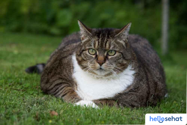 Kucing Hamil atau Gendut? 6 Perbedaannya, Ketahui Sekarang!