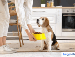 Rahasia Memberi Makan Anjing: Panduan Usia & Nutrisi Terbaik