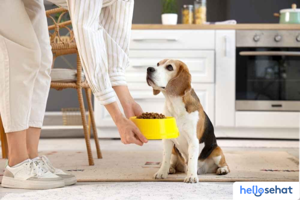 Rahasia Memberi Makan Anjing: Panduan Usia & Nutrisi Terbaik