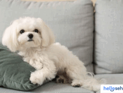 Rahasia Merawat Anjing Maltese: Karakter & Tips Lengkap