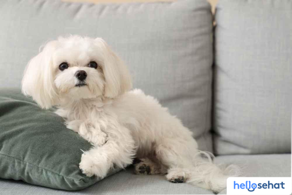 Rahasia Merawat Anjing Maltese: Karakter & Tips Lengkap
