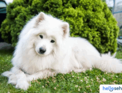 Rahasia Merawat Anjing Samoyed: Panduan Lengkap Ciri & Perawatan