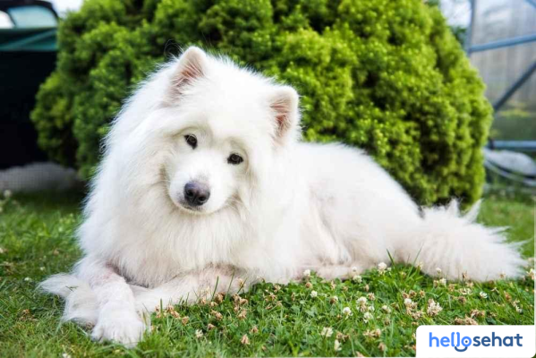 Rahasia Merawat Anjing Samoyed: Panduan Lengkap Ciri & Perawatan