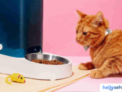 Resep Makanan Penggemuk Kucing Sehat & Mudah