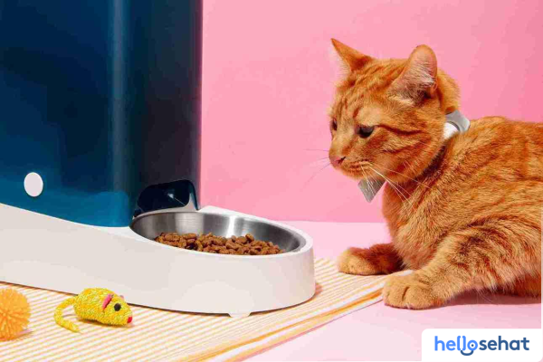 Resep Makanan Penggemuk Kucing Sehat & Mudah